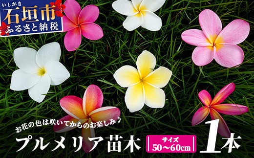 石垣島産 プルメリア苗木1本(50〜60cm) 【 石垣島 南国 植物 花 苗木