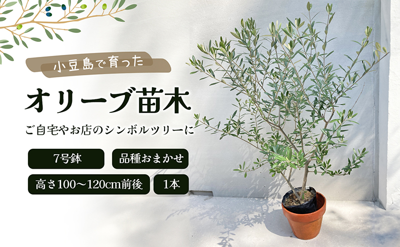 オリーブ 苗木 オリーブの木 1本 7号鉢 直径21cm 高さ100cm 120cm前後