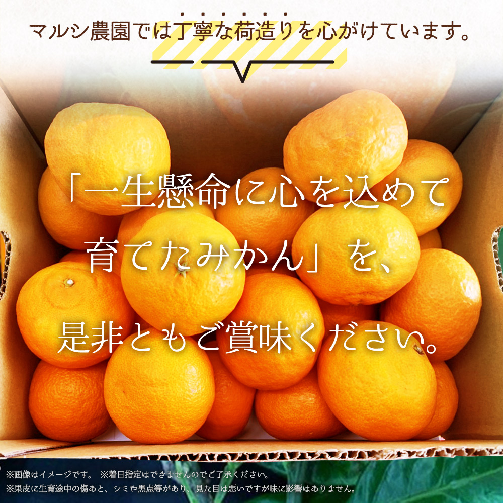 2027年先行受付】完熟 せとか 赤秀 特選品 9～15玉 化粧箱_BF6048n