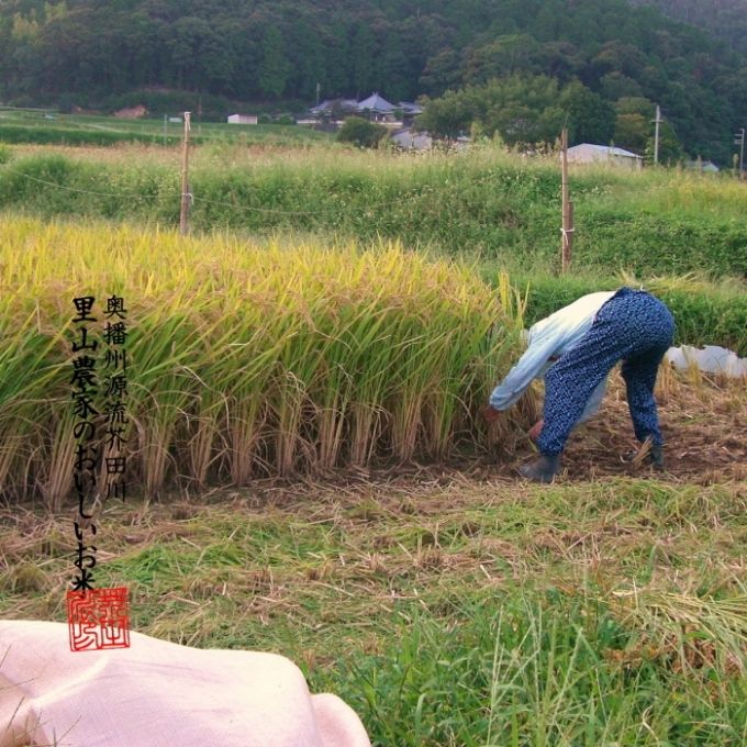 米 【令和8年産 予約受付】 ヒノヒカリ 10kg 精米 奥播州源流 芥田川産