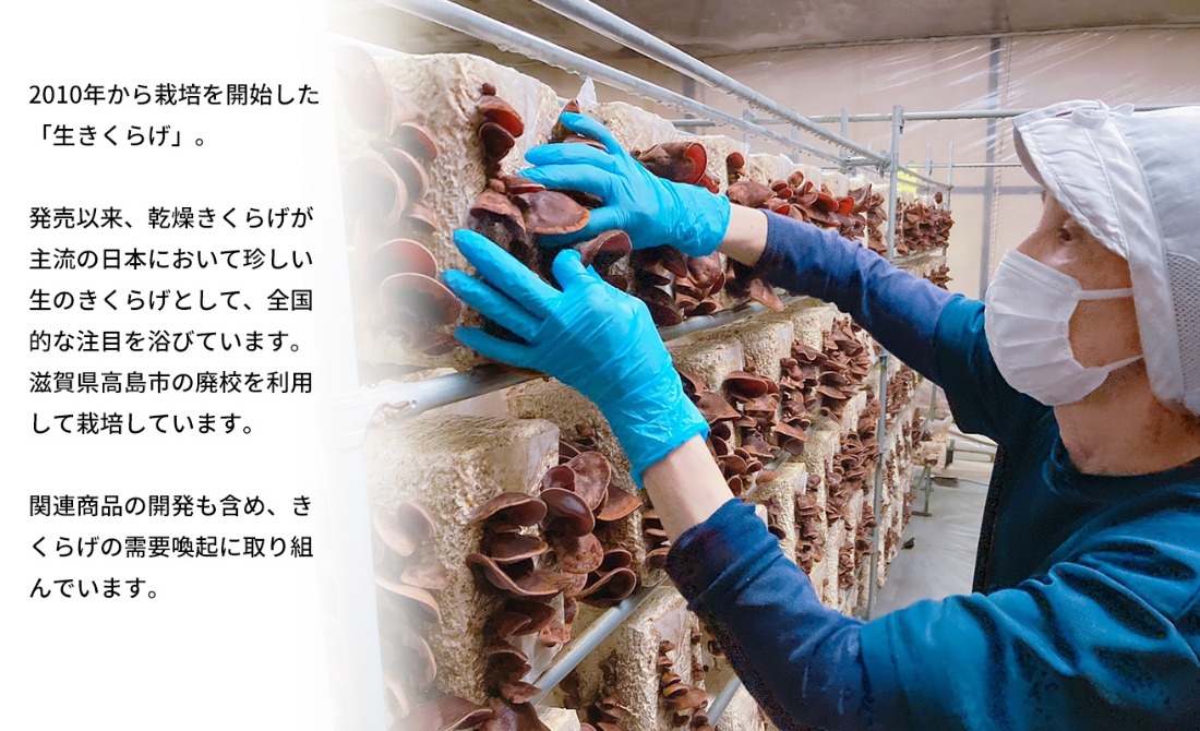 D-709】共栄精密 淡海きのこ 生きのこセット 生きくらげ・生