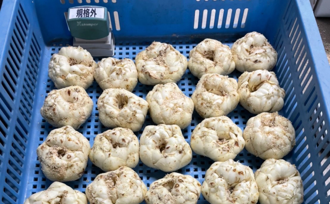 規格外】十勝幕別 忠類ゆり根 1.5kg（M～2L）9～15玉【 北海道 幕別町