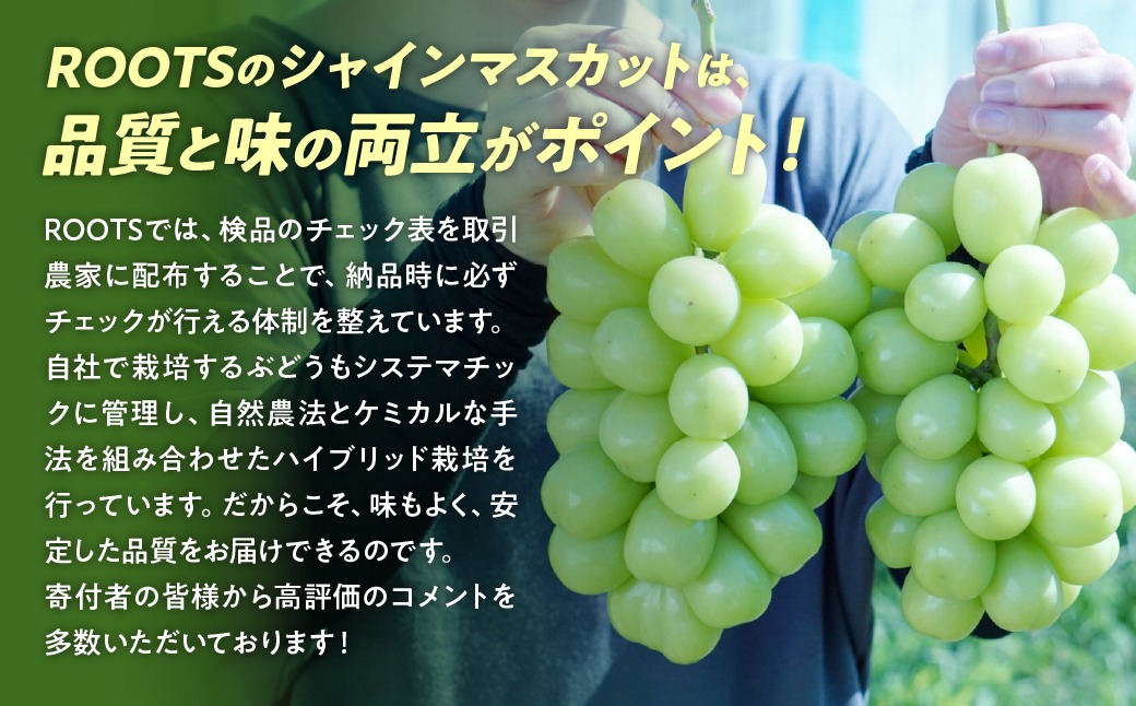 2025年発送】訳あり 2.3kg 3房以上 シャインマスカット 先行予約