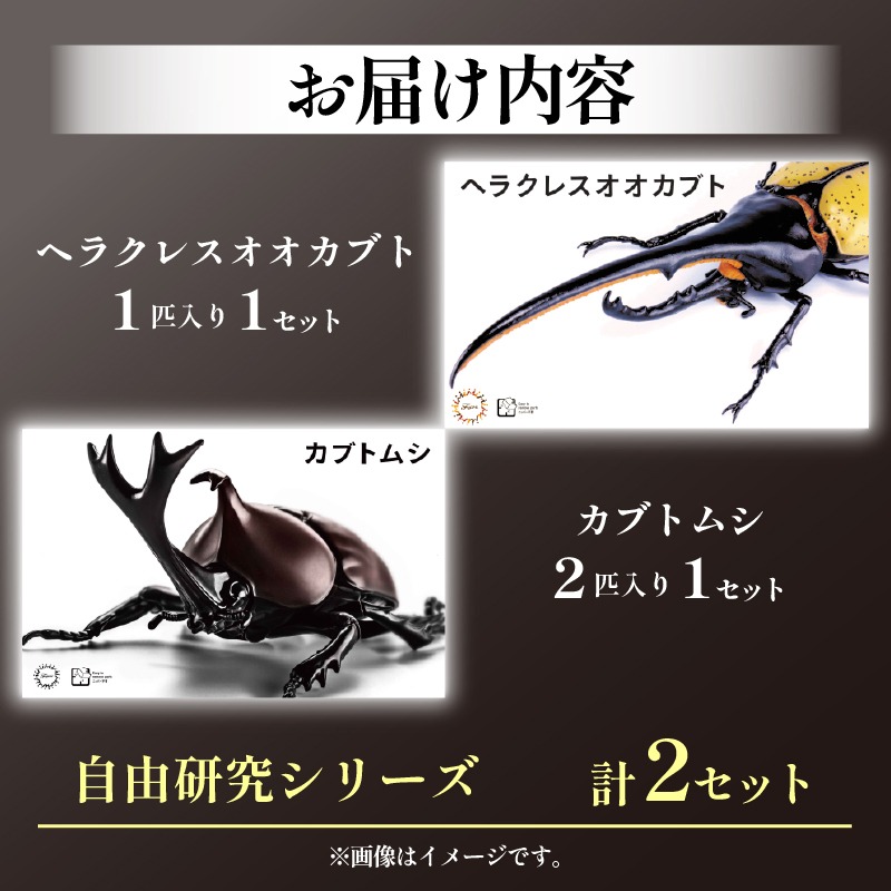 模型 昆虫 自由研究シリーズセット ヘラクレスオオカブト