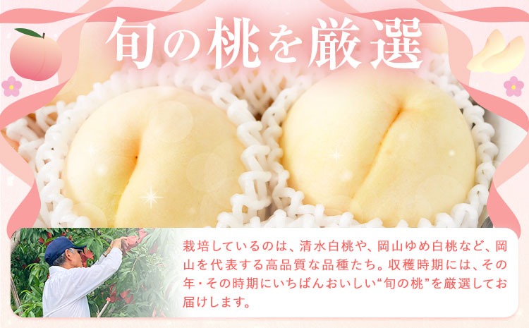 ゴッド 岡山県産　紅清水白桃 小寺さんの旬の白桃 2kg 6～9玉 小寺壽夫 《7月-8月頃出荷