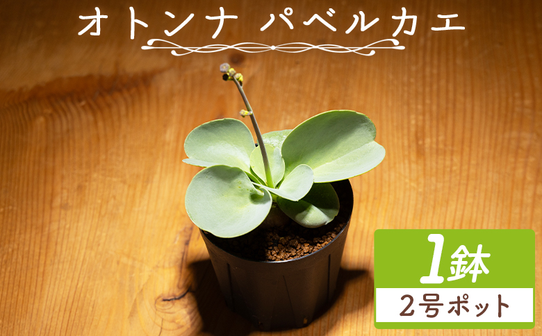 塊根植物 パベルカエ オトンナ - 植物 オトンナ属 レア レア種