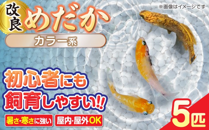 メダカ5匹（カラー系） 【株式会社プロスパージャパン】 改良メダカ