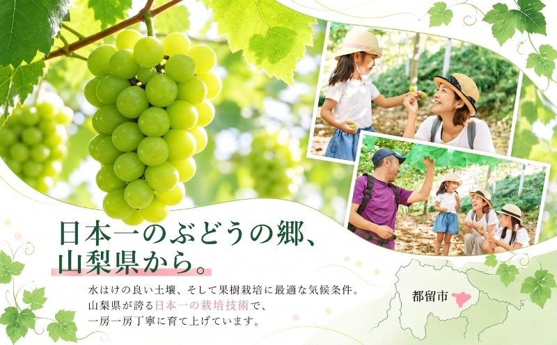 山梨県のぶどう栽培と産地の紹介