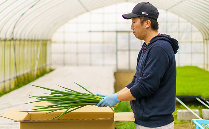 4か月定期便】生産農家直送 京野菜・九条ねぎ2kg〈定期便 ねぎ ネギ 葱