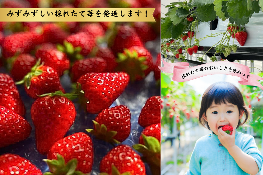 数量限定】苺のごほうび【古都華】270g×2パック 2月発送