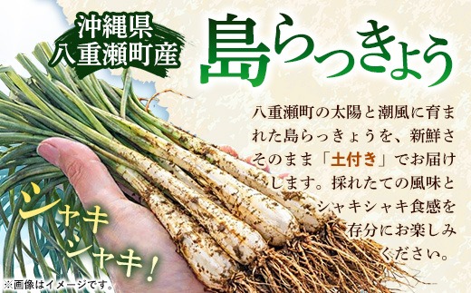 先行受付】新地農園 沖縄県産 島らっきょう 約1.2kg - 生らっきょう