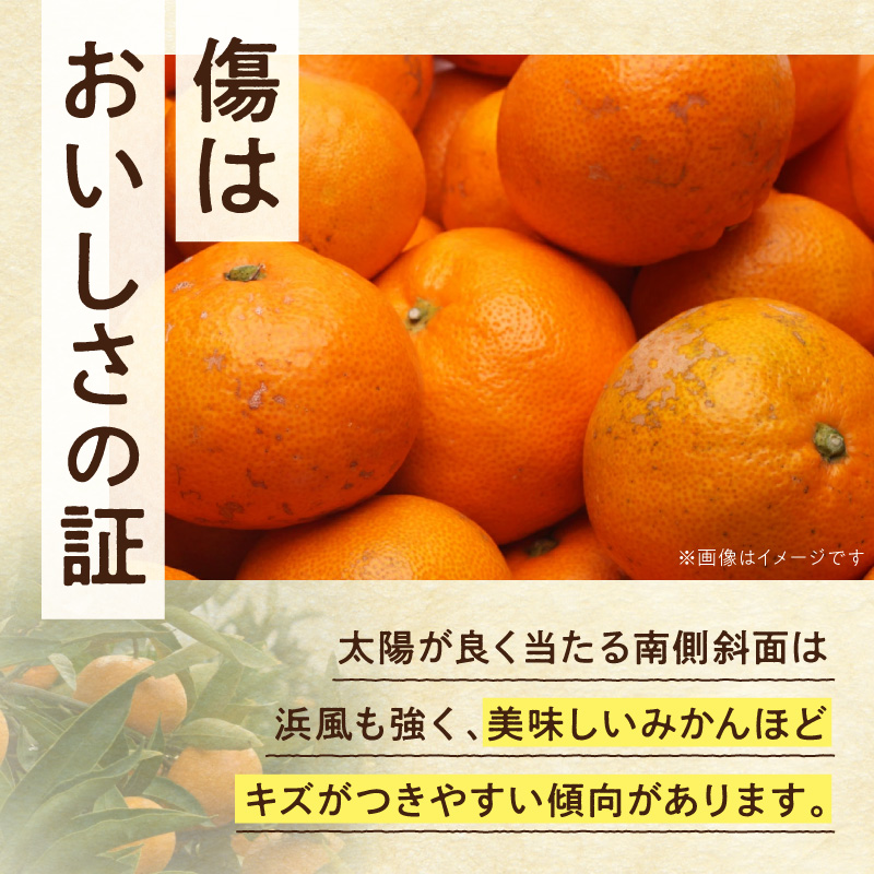 2026年11月上旬～2027年1月上旬頃順次発送》【2026年先行予約】家庭用