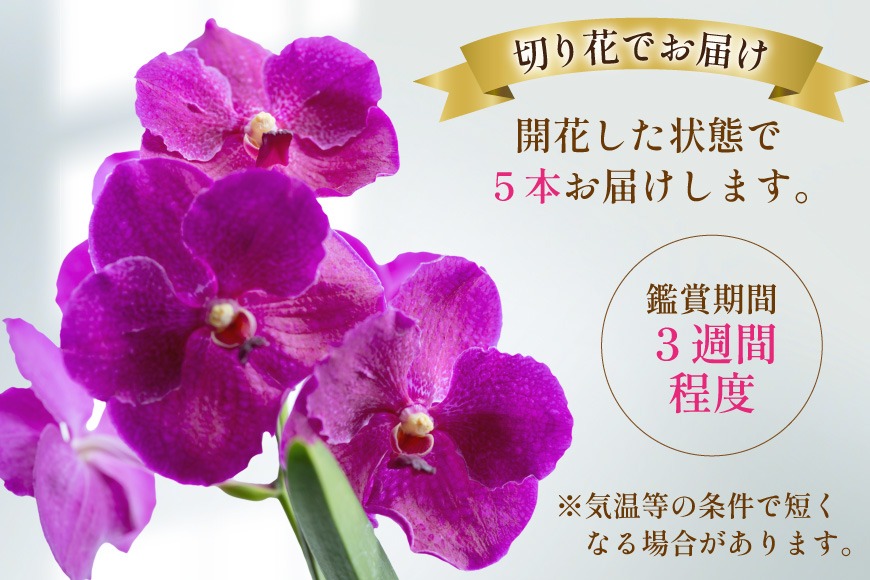 AI175 希少な花「華やかな恋」の予感 翡翠蘭(バンダ) 切り花 5本