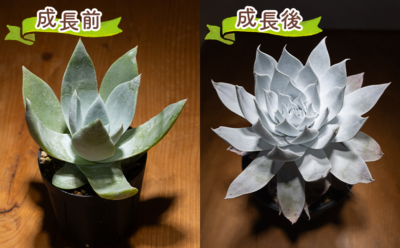 多肉植物　ダドレア　ブリトニー　仙女盃　超特大 ブリトニー（仙女盃） ダドレア - 多肉植物 植物 ベンケイソウ科 単頭