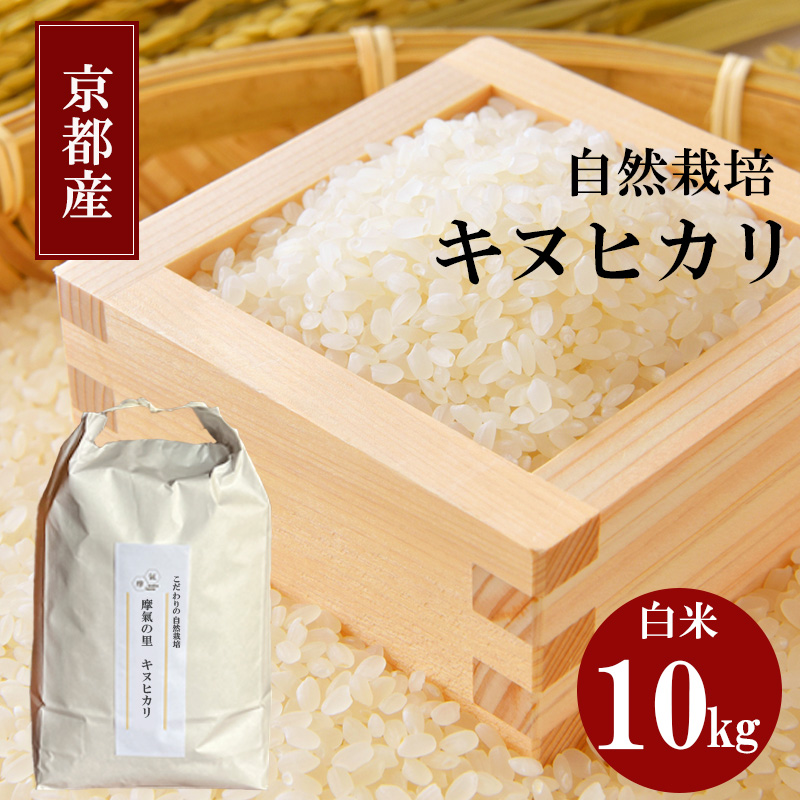キヌヒカリ 10kg 新米 京都 丹波 お米 米 精米 きぬひかり 産地直送 令