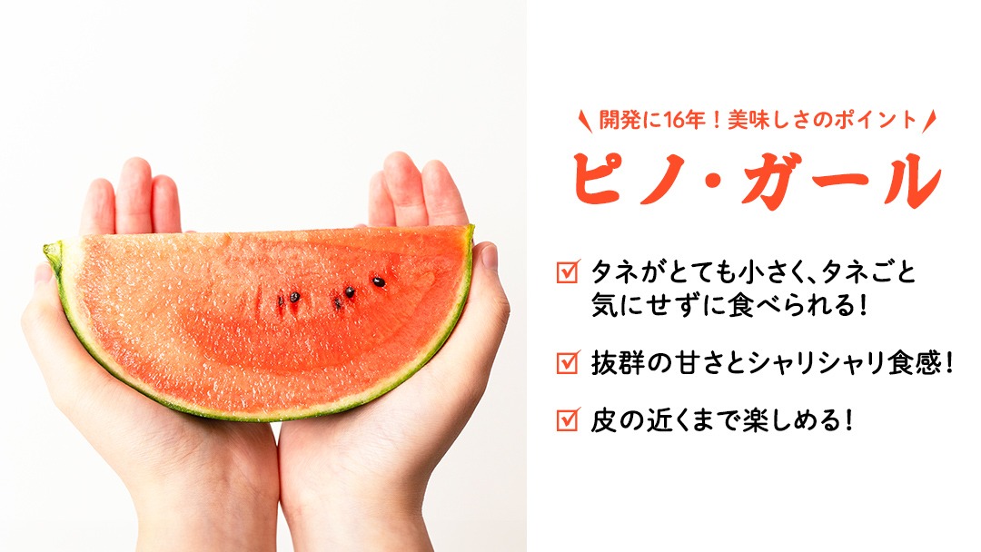 こだますいか 「 ピノ・ガール 」 2玉 2026年産 先行予約 筑西ブランド