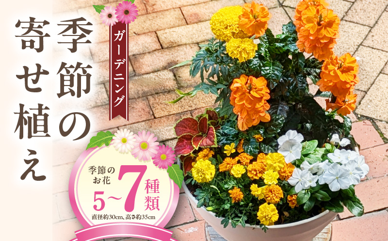 ガーデニング 季節の寄せ植え［142F01］（愛知県小牧市） | ふるさと