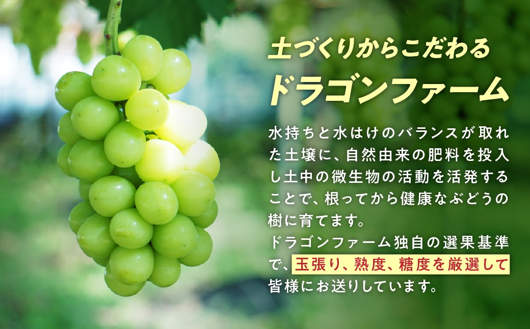 【夏季限定】No.3　2kg　シャインマスカット　摘みたて　産地直送　山梨県 2025年発送】山梨県産シャインマスカット3kg フルーツ 山梨県産