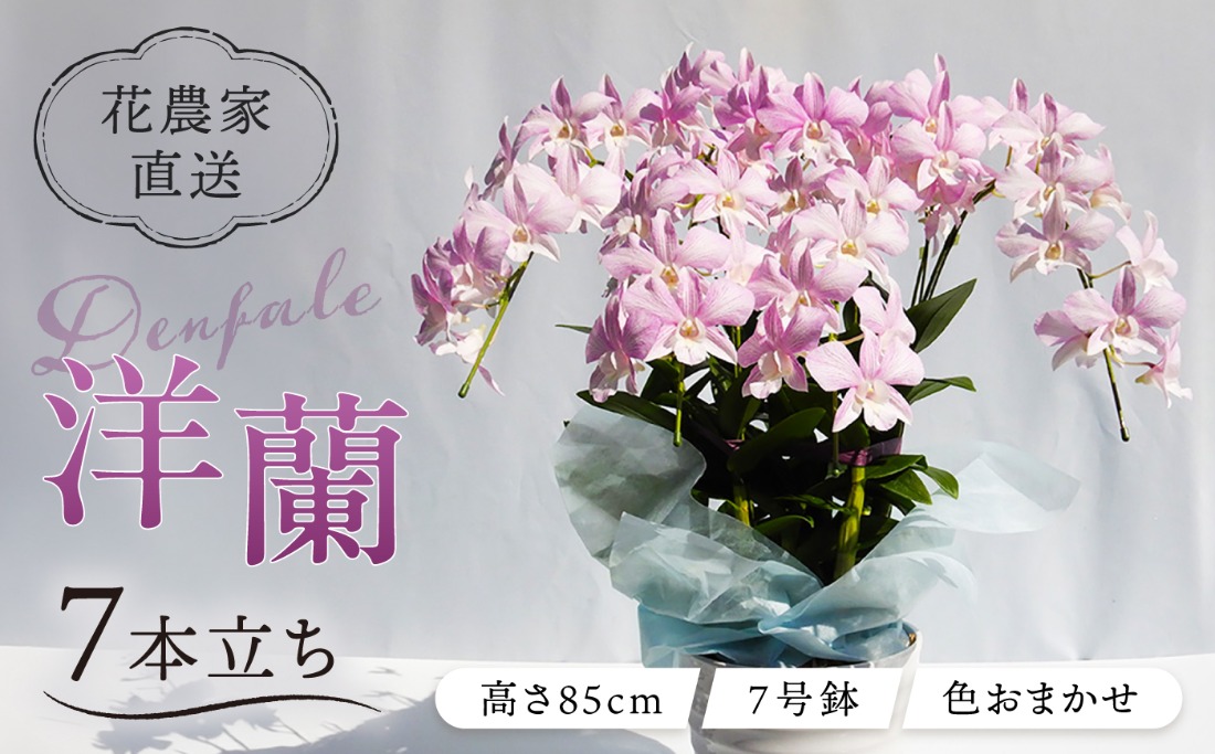 現品限り　洋蘭　洋ラン　デンファレ　8寸　7F 10セット 限定 】 デンファレ （ 洋蘭 ） 7本 立ち 《糸島》【和饗エコ