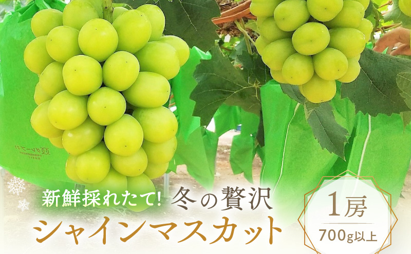 2026年先行予約】 ぶどう 冬の贅沢 シャインマスカット 1房(700g以上