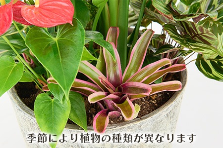 オリジナルアレンジ観葉植物 Lサイズ【寄せ植え インテリア リビング