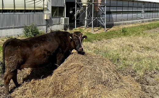 牛肉 すき焼き 立山放牧和牛 すきしゃぶ用 1箱約 1kg 冷凍 [K・MEAT