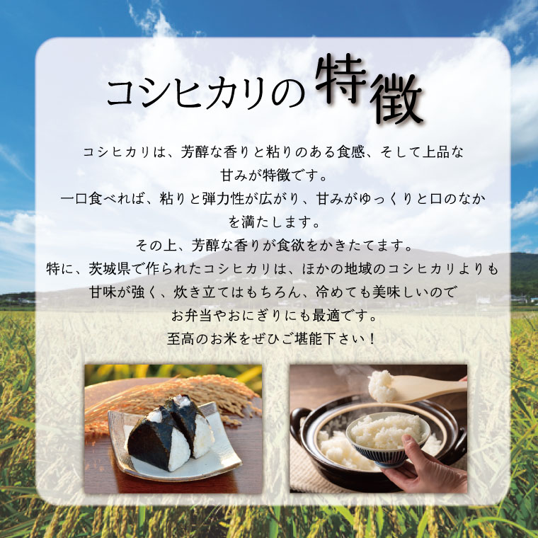 数量限定】【9月下旬より順次発送】R8年産 コシヒカリ 10kg(5kg×2袋