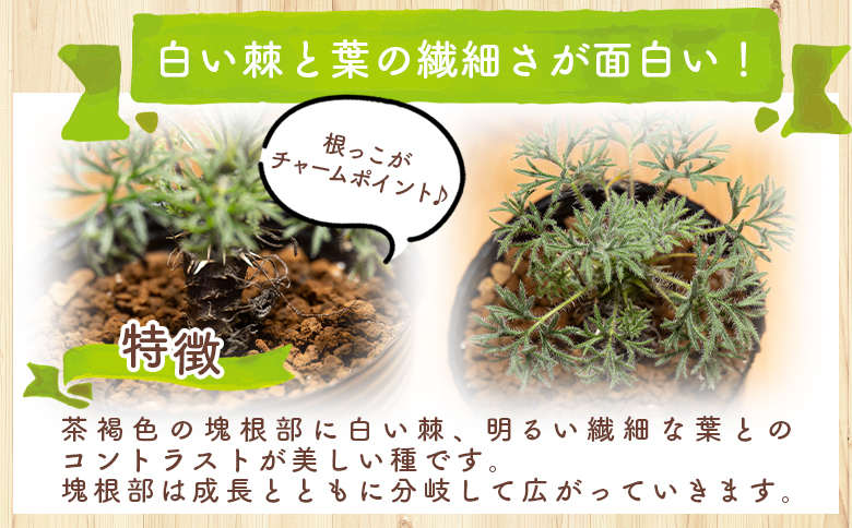 塊根植物 ヒストリクス ペラルゴニウム - 植物 インテリア ナチュラル