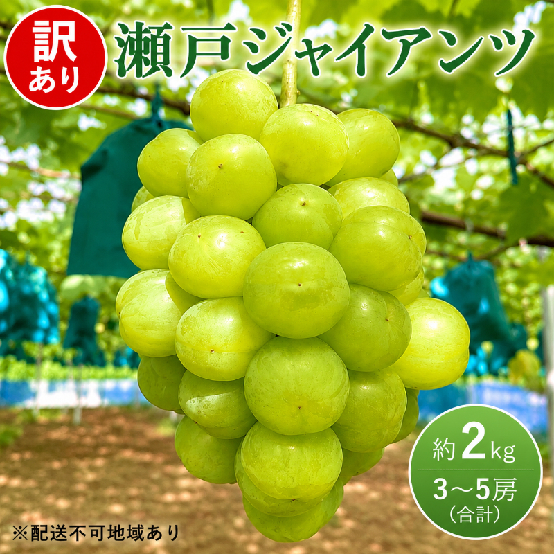 訳あり ぶどう 瀬戸ジャイアンツ 約2kg 3～5房 高梁市産 2027年 先行
