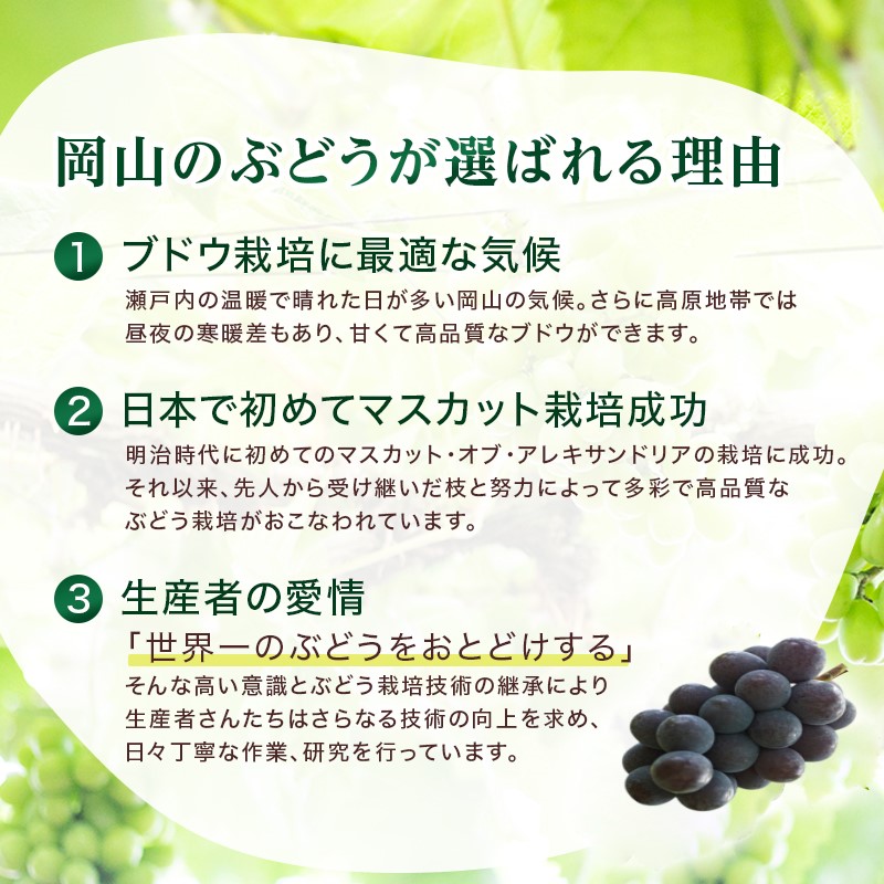 2026年 早期受付 ぶどう 瀬戸ジャイアンツ 3～5房 約2kg 岡山県高梁市