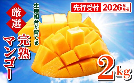 先行受付】【2026年発送】生産組合が育てる厳選・完熟マンゴー約2kg