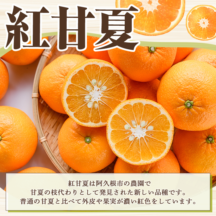 先行予約受付中！2027年2月上旬以降順次発送予定＞ 訳あり！紅甘夏 (約