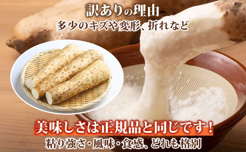 洞爺湖町産 訳あり 長芋 約10kg 2026年12月上旬から順次お届け 長いも