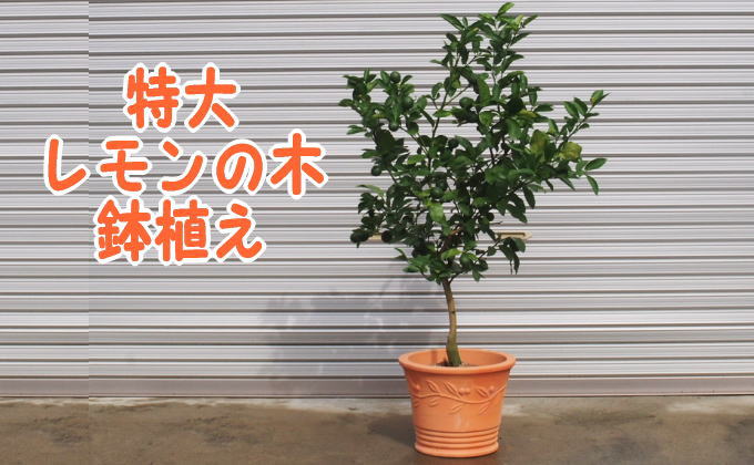苗木 特大サイズ レモンの木鉢植え テラコッタ鉢 40cm 配送不可 北海道