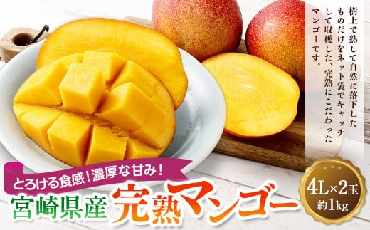 宮崎県産完熟マンゴー 4L×2玉（約1kg）＞2026年4月中旬～7月下旬までに