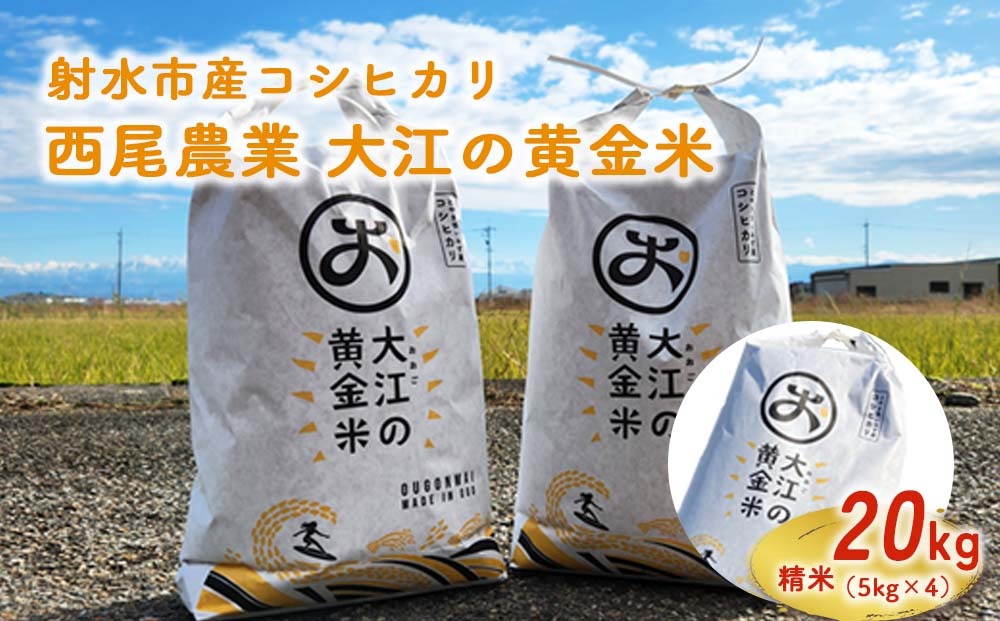 計20kg★愛知県産 黄金の獲り 白米 お米 10kg×2袋 R8年米 大江の黄金米 コシヒカリ20kg（5kg×4） ｜ 射水市 西尾農業