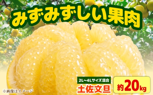 先行予約】土佐文旦家庭用 約20kg 2L-4Lサイズ混合＜2027年1月中旬から