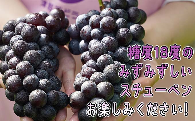 11～12月 津軽ぶどう村 特秀 スチューベン ぶどう 約 1.5kg 糖度18度