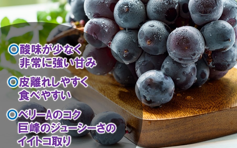 テレビで紹介されました！【先行予約】【令和8年発送】農家直送！ 新鮮