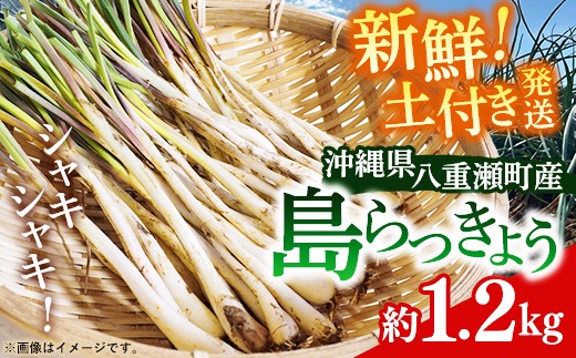 先行受付】新地農園 沖縄県産 島らっきょう 約1.2kg - 生らっきょう