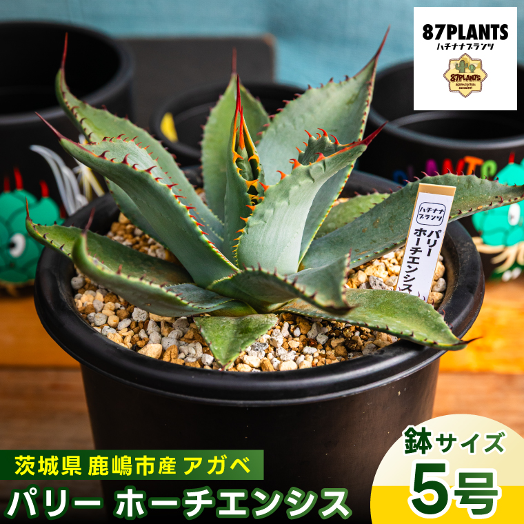 299【上澳園芸】多肉植物 アガベ 吉祥天錦 パリー ホーチエンシス 特選