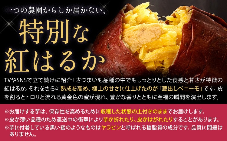 芋 熊本 県 大津 町産 なかせ 農園の蔵出しベニーモ 選べる 約 1.5kg