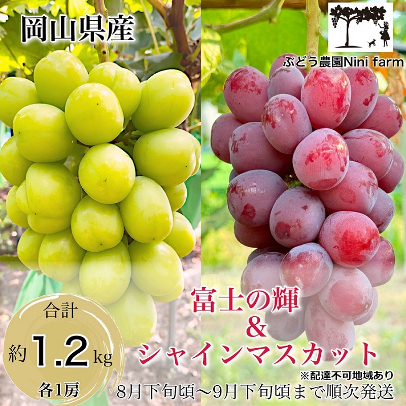 ぶどう 2026年 先行予約 話題の品種 富士の輝＆こだわりのシャイン