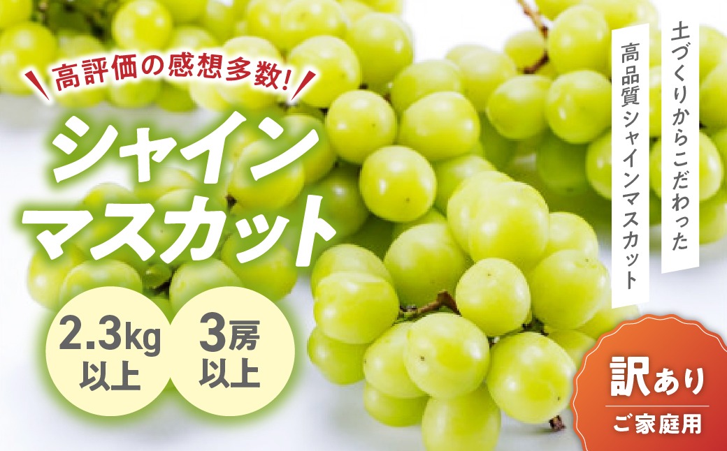 【夏季限定】No.3 2kg　シャインマスカット　摘みたて　産地直送　山梨県 夏季限定】No.233 2kg シャインマスカット 摘みたて 産地直送