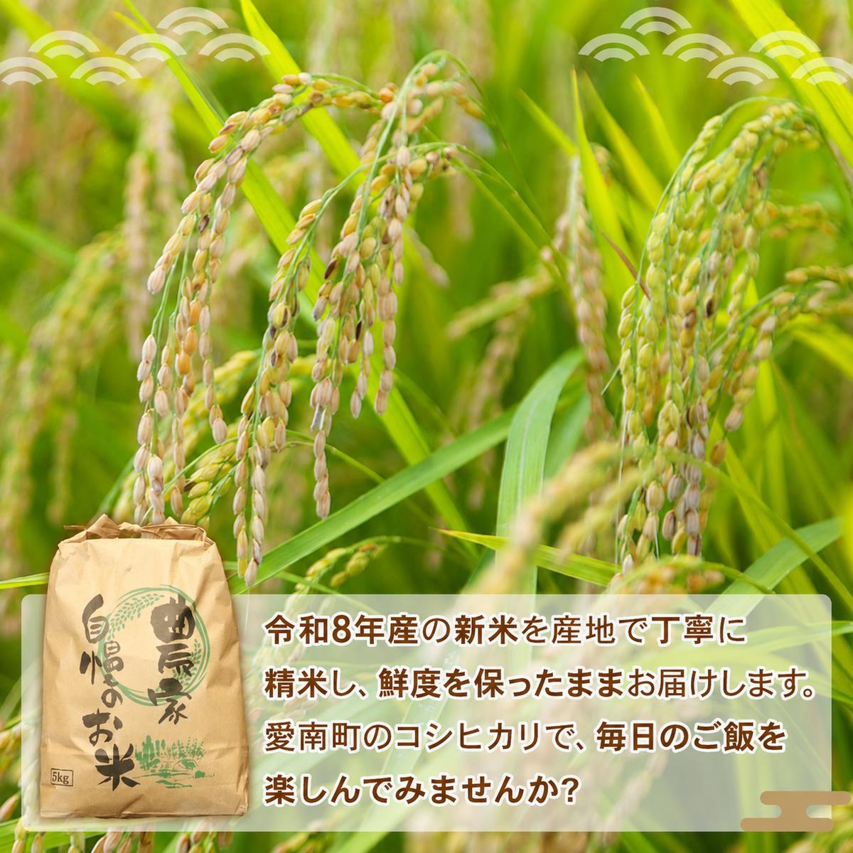 新米 令和8年産 コシヒカリ 10kg ( 10kg×1袋 ) 米 お米 白米 精米 