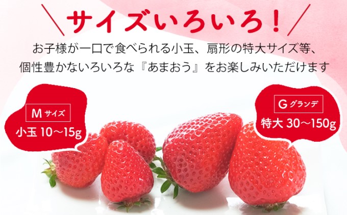 訳あり いちご 2027年2月下旬より発送 あまおう サイズ色々 6パック 約