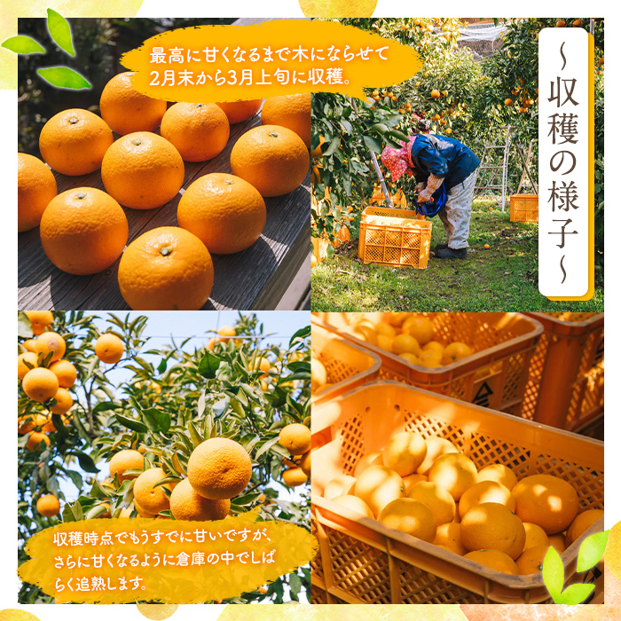 先行予約受付中！2027年3月中旬以降順次発送予定＞数量限定！鹿児島県