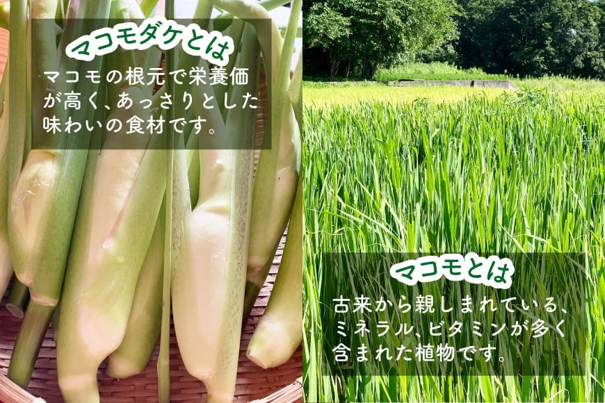 マコモ体験チケット（3,000円分）田植え 収穫 マコモ料理 手仕事体験 