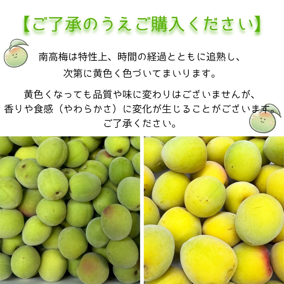 青梅 南高梅 5kg DJ072（和歌山県有田川町） | ふるさと納税サイト