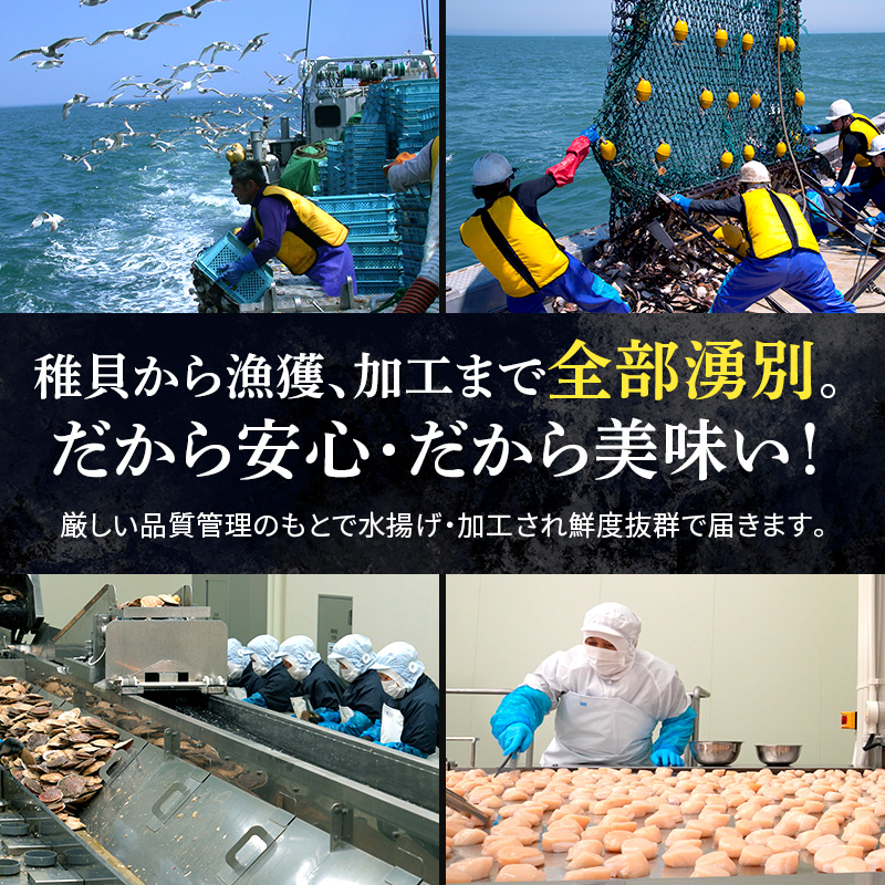 3ヵ月連続お届け 定期便 訳あり 北海道 オホーツク産 冷凍 ほたて 貝柱